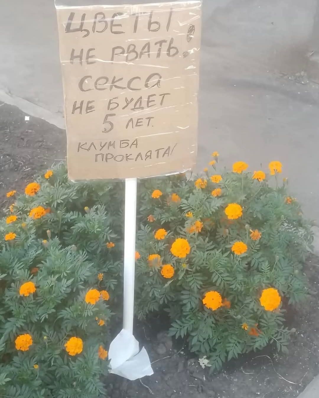 ЦВЕТЫ НЕ РВАТЬ
СЕКСА НЕ БУДЕТ 5 ЛЕТ.
КЛУБИЧА ПРОКЛЯТА!