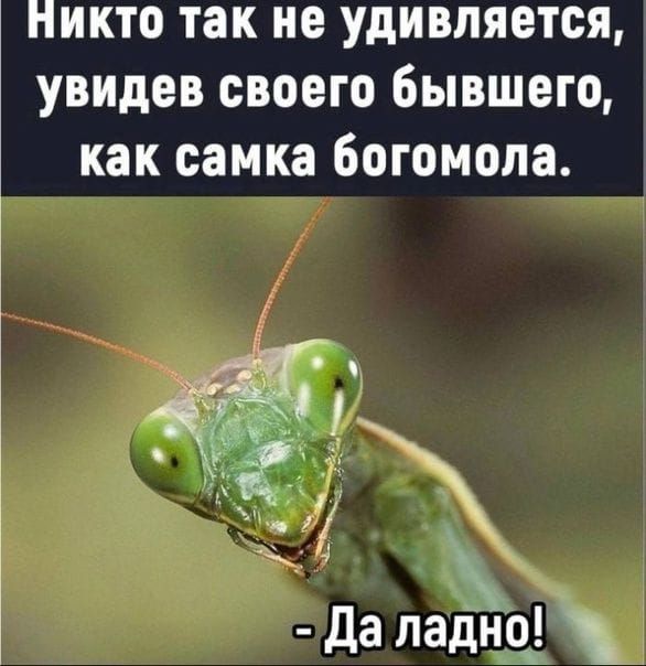 Никто так не удивляется, увидев своего бывшего, как самка богомола. - Да ладно!