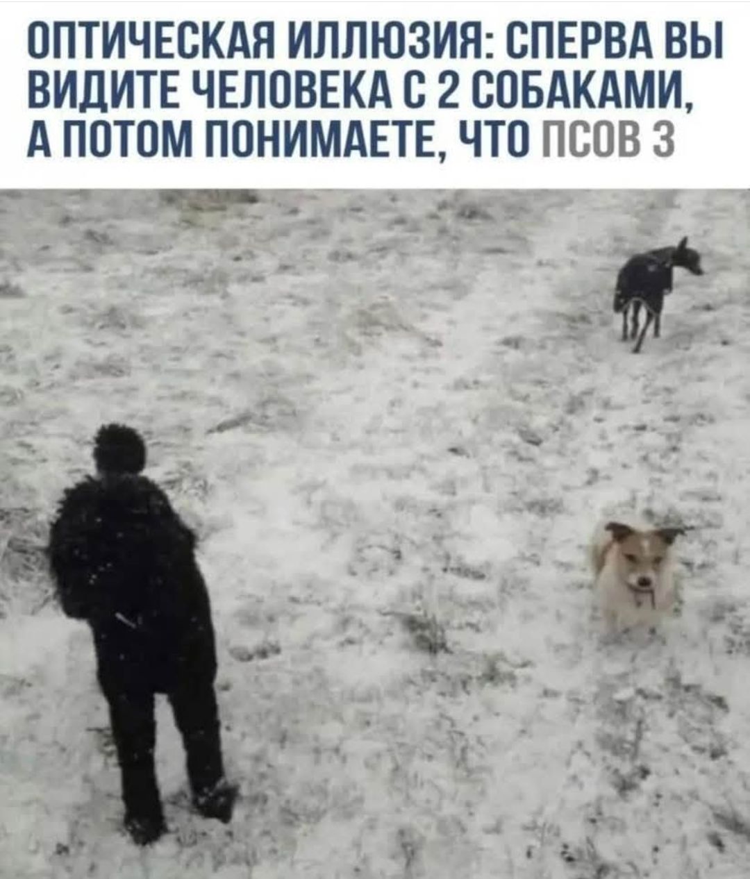 ОПТИЧЕСКАЯ ИЛЛЮЗИЯ: СПЕРВА ВЫ ВИДИТЕ ЧЕЛОВЕКА С 2 СОБАКАМИ, А ПОТОМ ПОНИМАЕТЕ, ЧТО ПСОВ 3