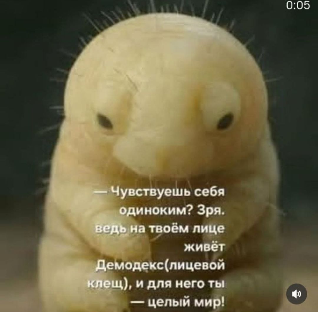 — Чувствуешь себя одиноким? Зря, ведь на твоём лице живёт Демодекс(лицевой клещ), и для него ты — целый мир!