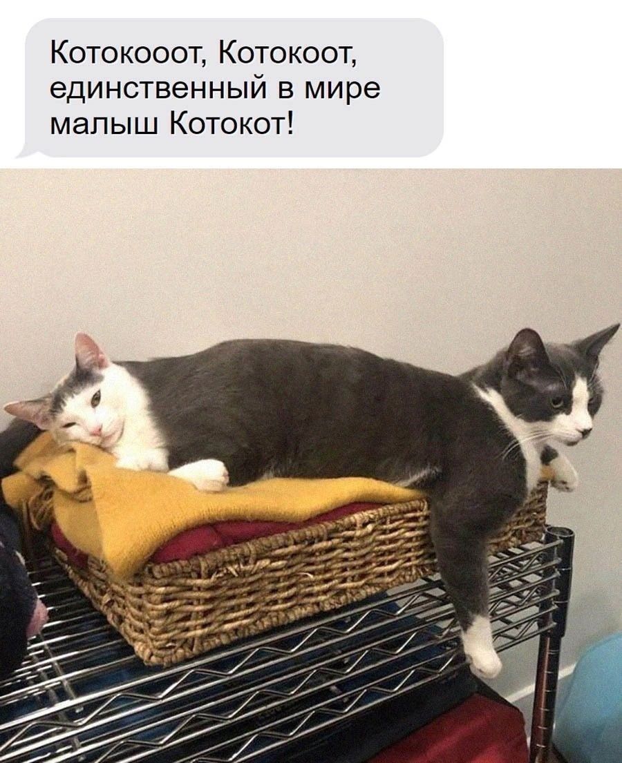 Котокооот, Котокот, единственный в мире малыш Котокот!