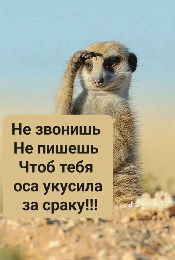Не звонишь
Не пишешь
Чтобы тебя оса укусила за сраку!!!