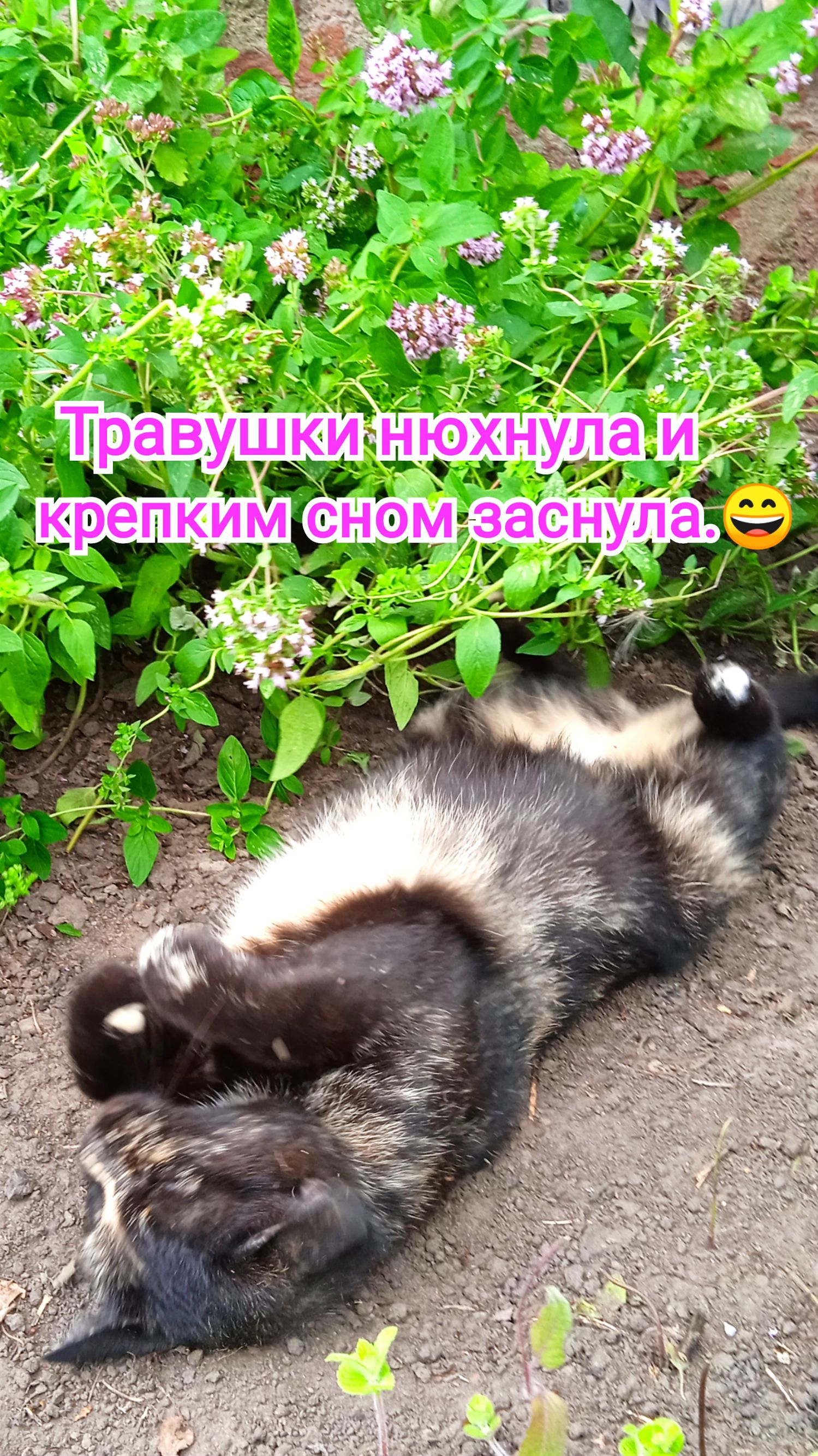 Травушки нюхнула и крепким сном заснула.😀