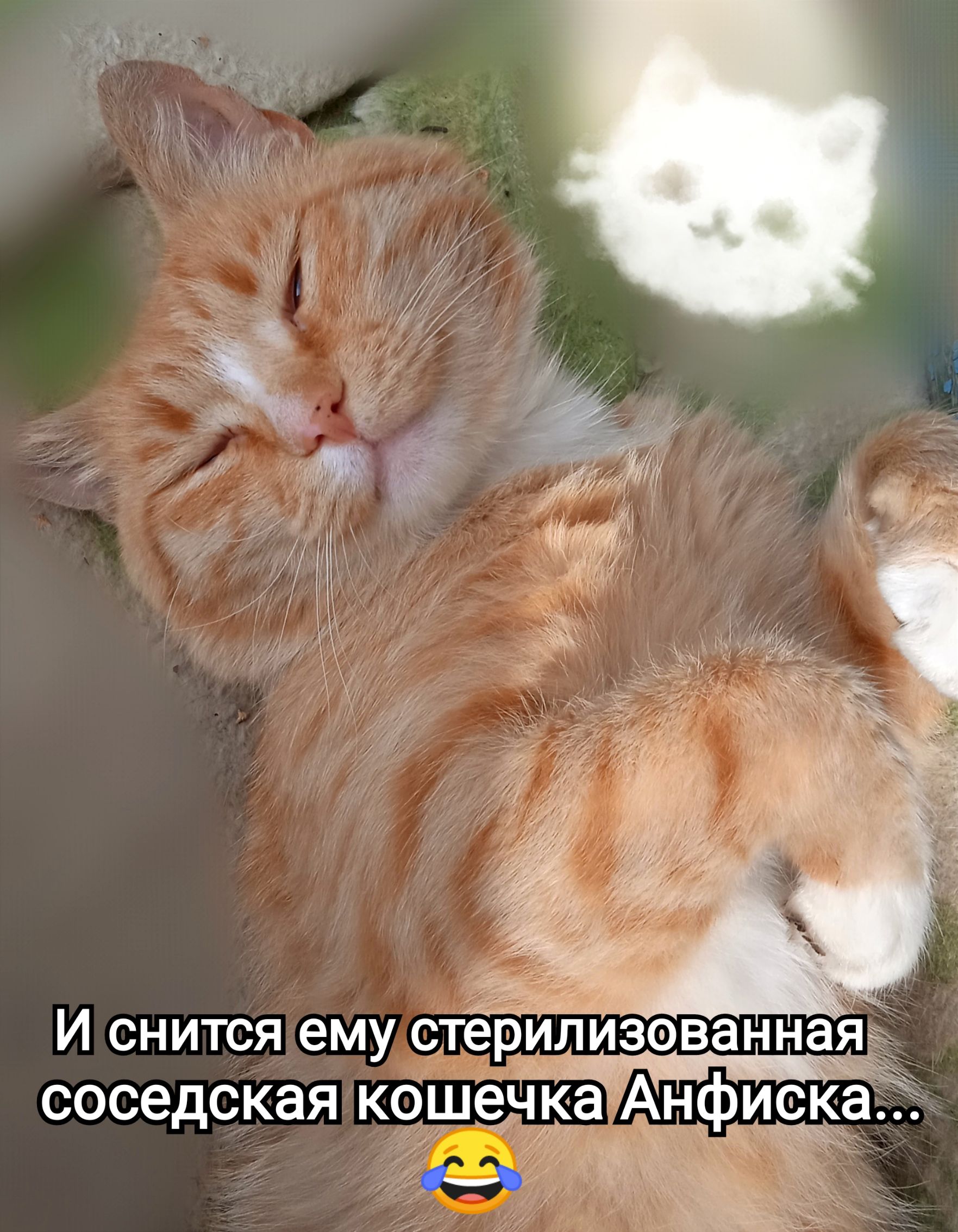И снится ему стерилизованная соседская кошечка Анфиска...