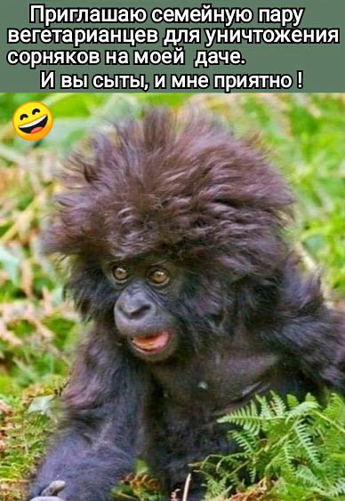 Приглашаю семейную паруvegetarianцев для уничтожения сорняков на моей даче. И вы сыты, и мне приятно !
