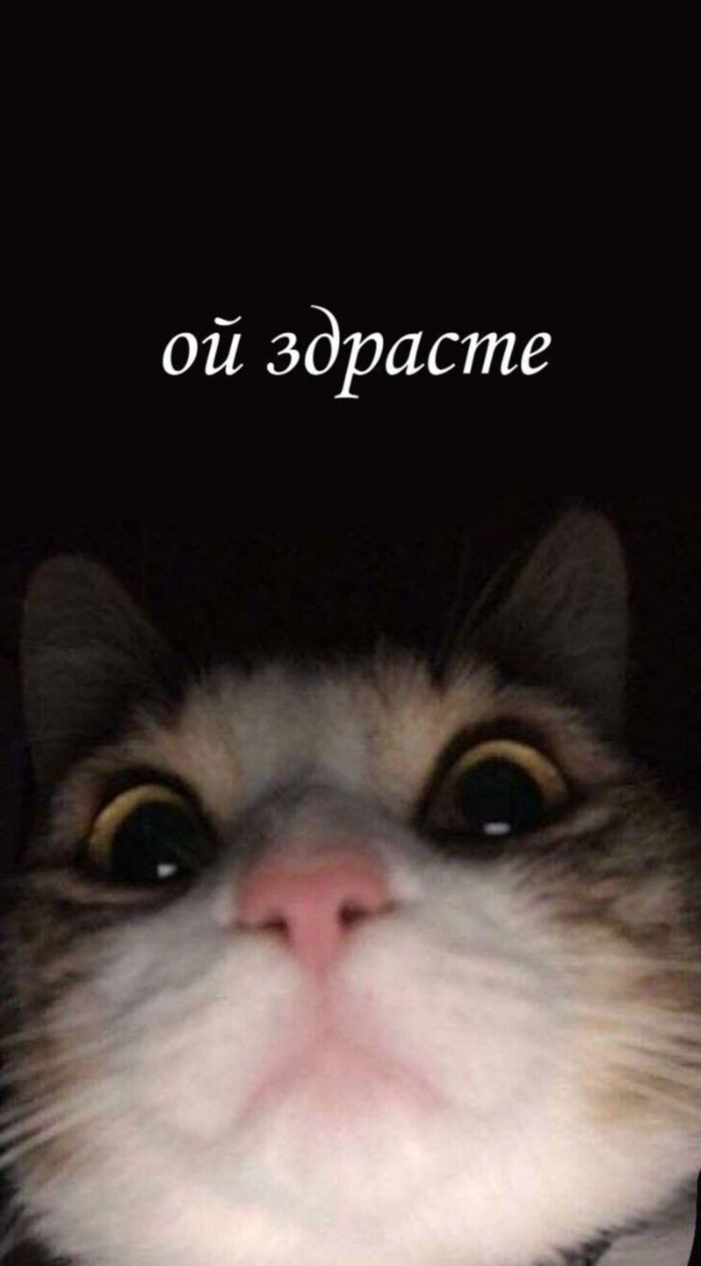 ой здравсте