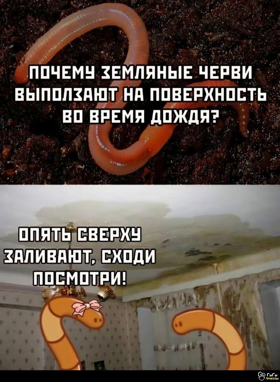 почему земляные черви выползают на поверхность во время дождя? опять сверху заливают, сходи посмотри!