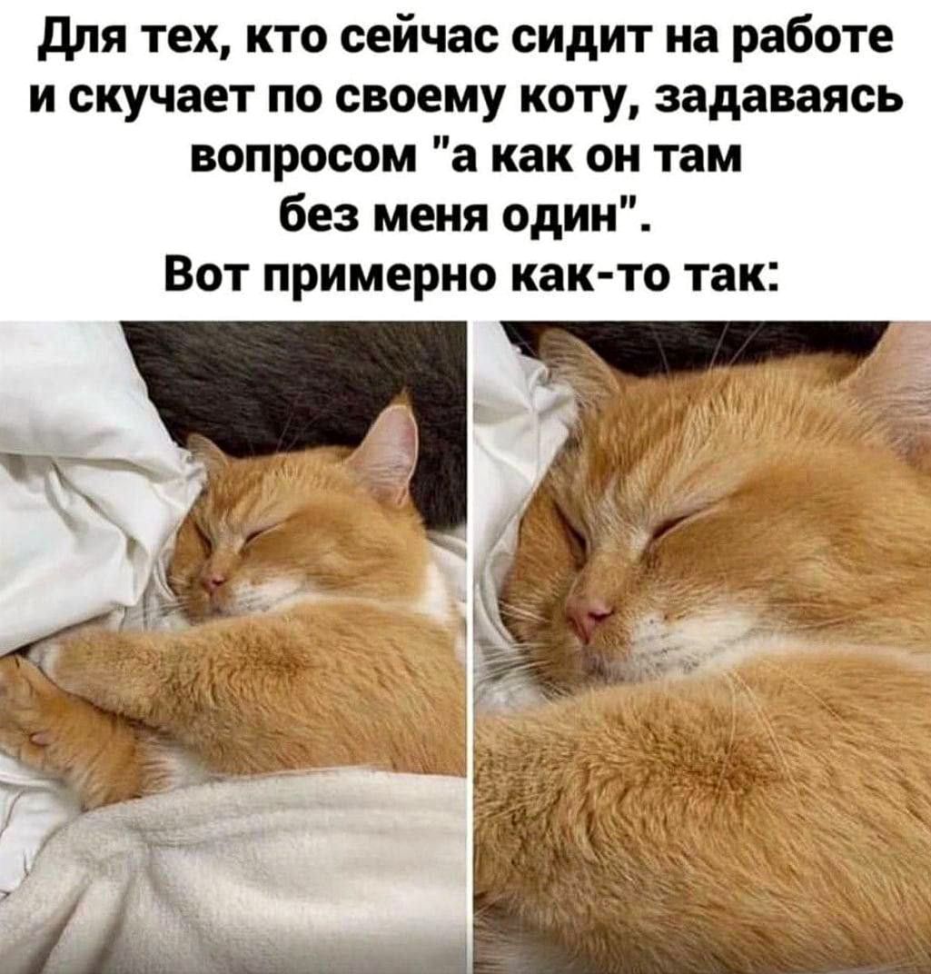 Для тех, кто сейчас сидит на работе и скучает по своему коту, задаваясь вопросом 