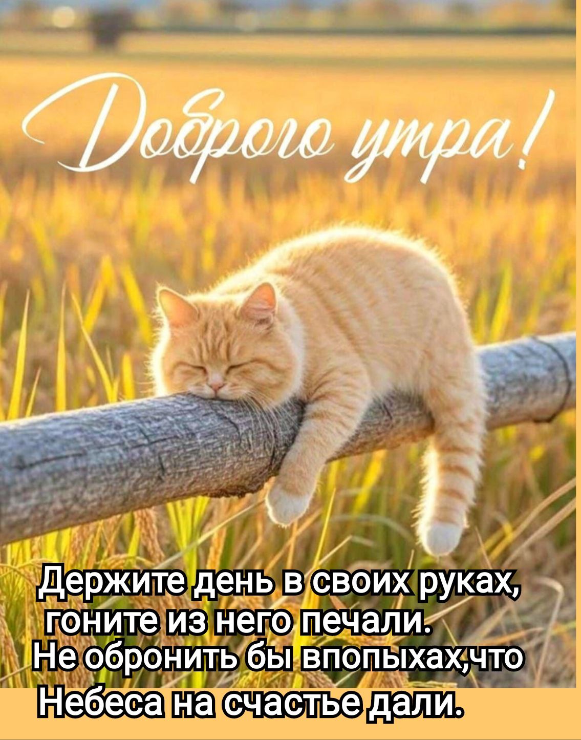 Доброе утро!
Держите день в своих руках, гоните из него печали. Не обронить бы в попытках, что Небеса на счастье дали.