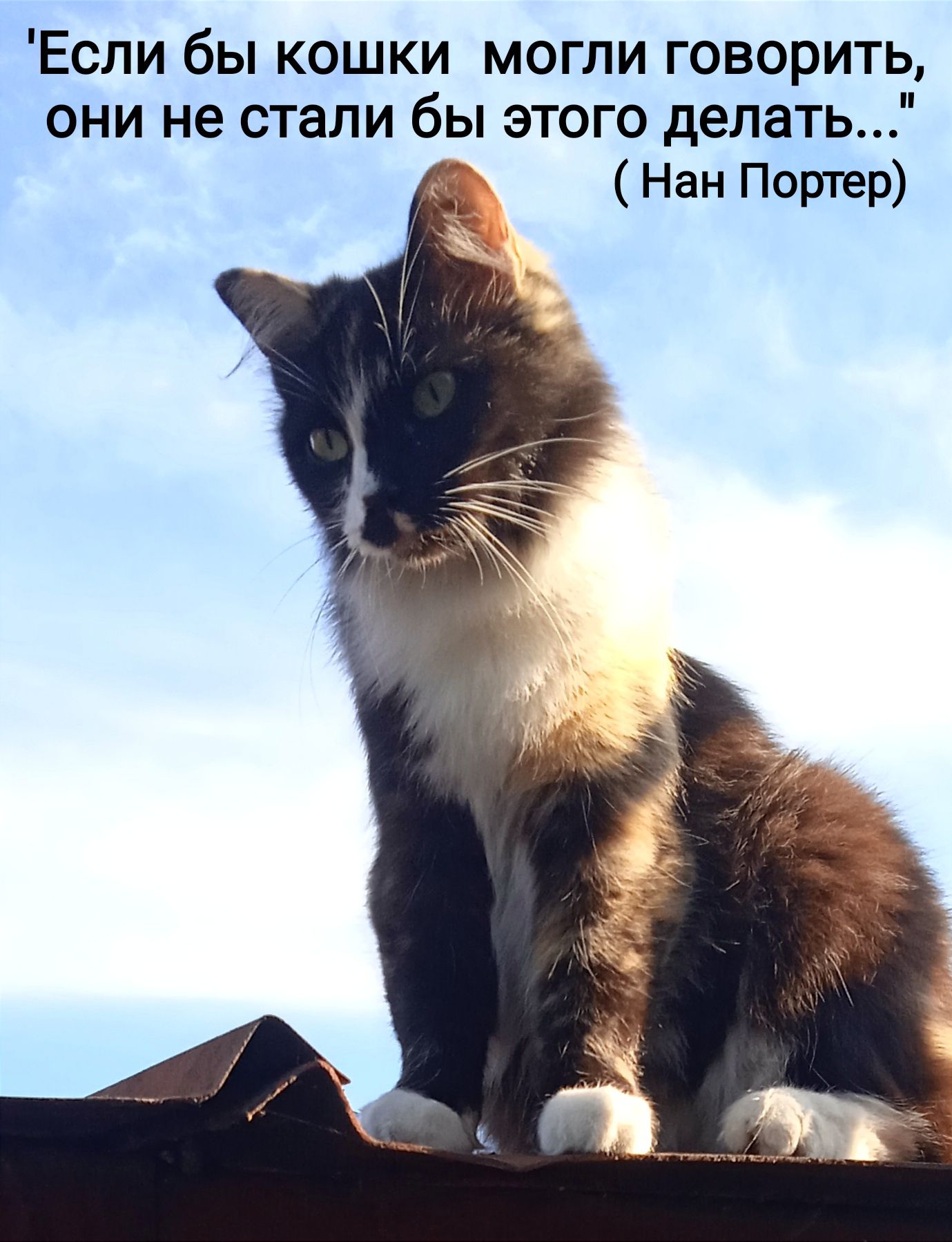 'Если бы кошки могли говорить, они не стали бы этого делать...' ( Нан Портер)