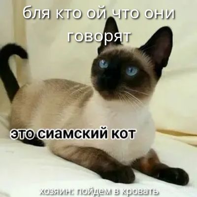бля кто ой что они говорят
это сиамский кот
хозяин пойдём в кровать
