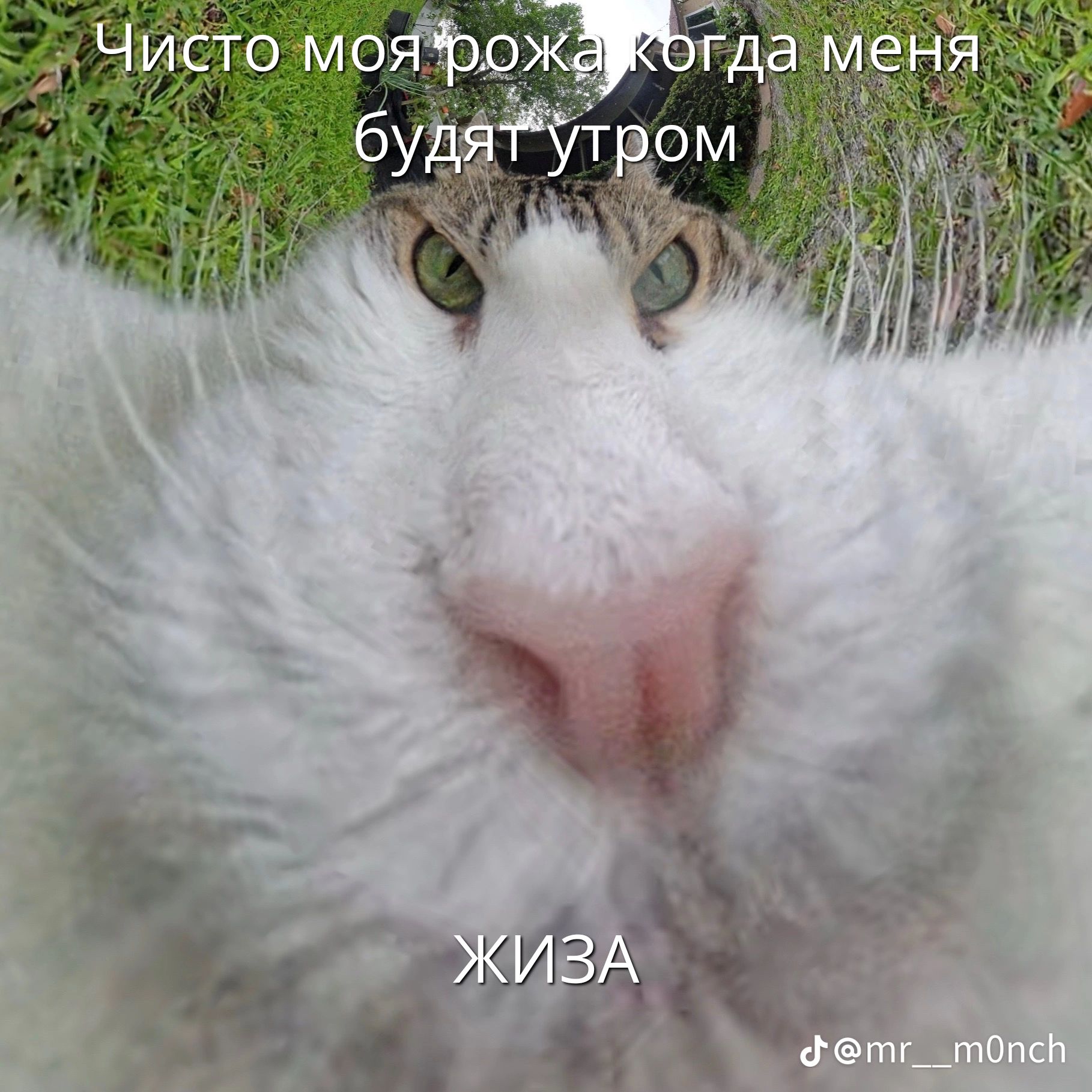 Чисто моя рожa, когда меня будят утром
ЖИЗА