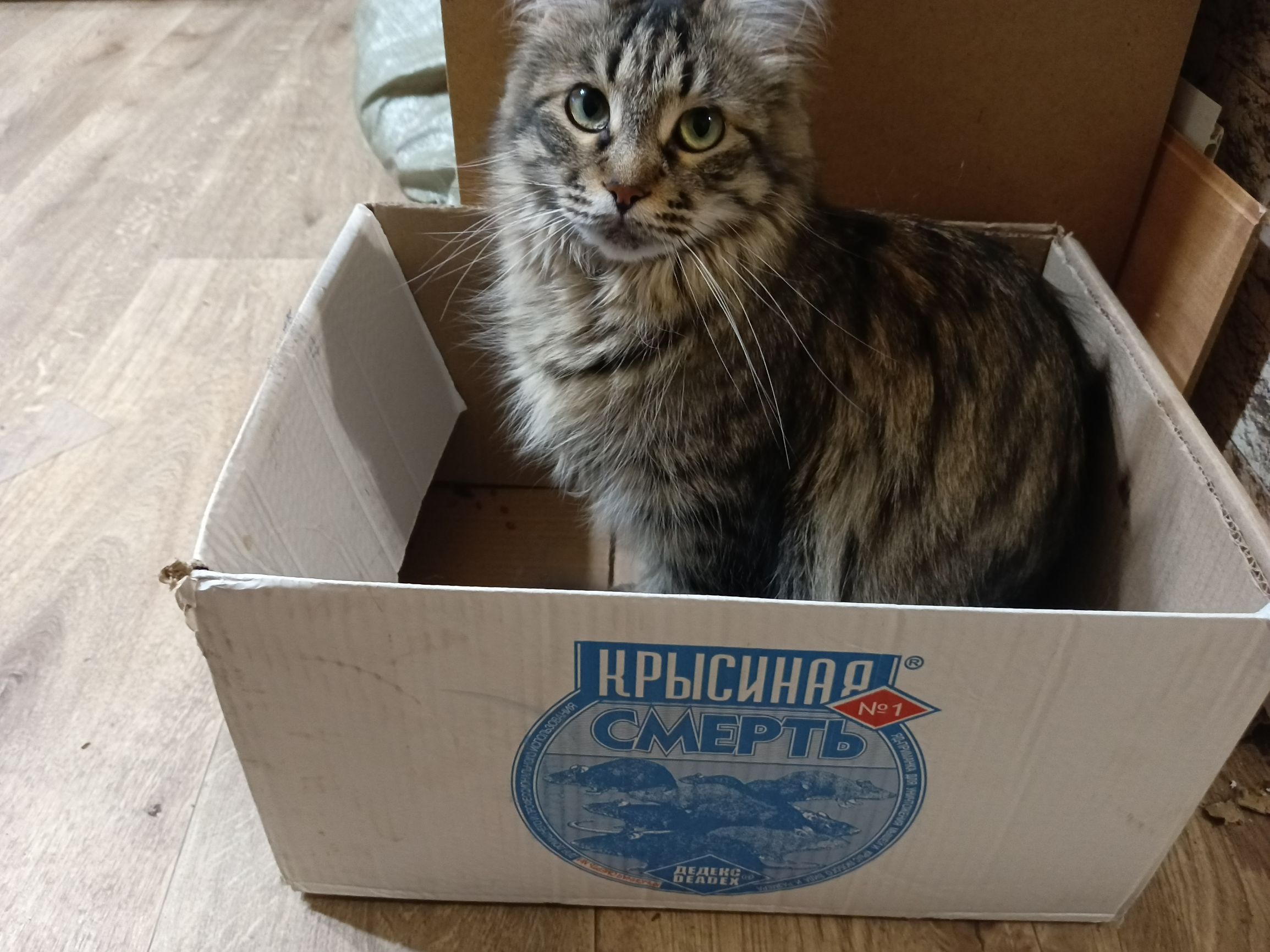 Крысиная смерть