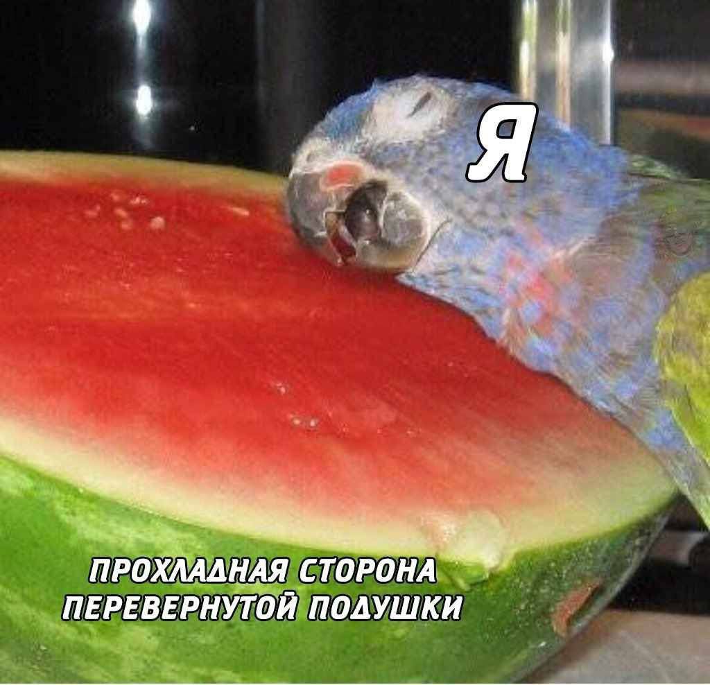 Я
ПРОХЛАДНАЯ СТОРОНА ПЕРЕВЕРНУТОЙ ПОДУШКИ