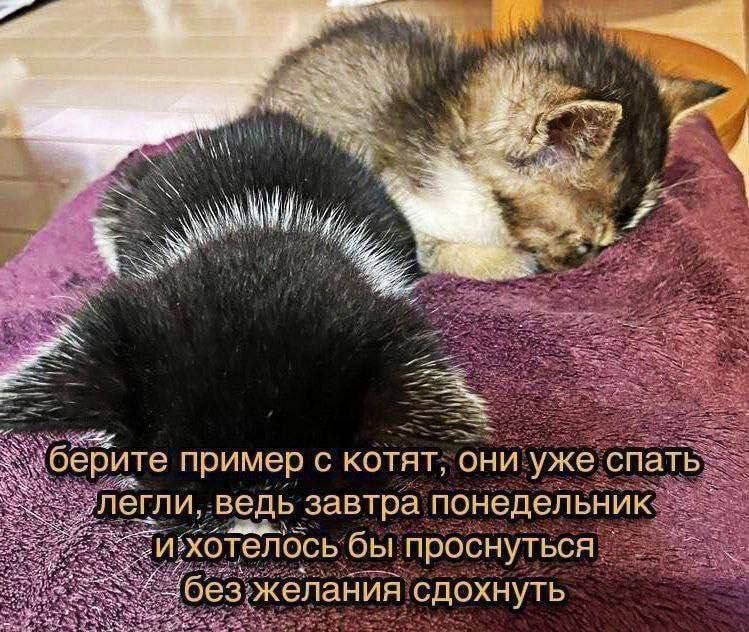 берите пример с котят, они уже спать легли, ведь завтра понедельник и хотелось бы проснуться без желания сдохнуть