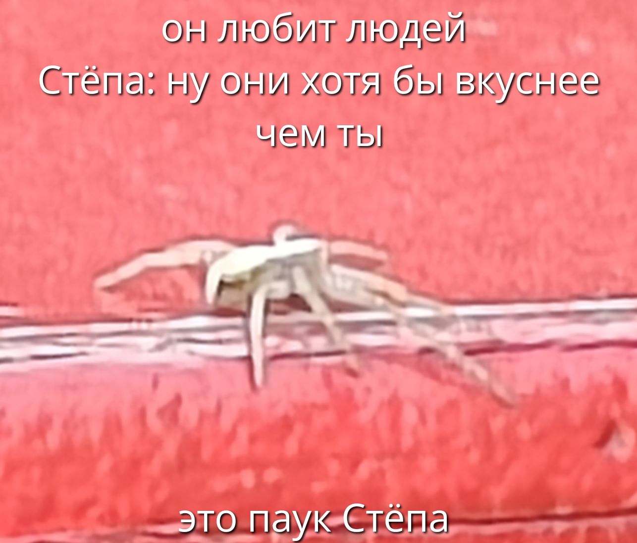 он любит людей
Стёпа: ну они хотя бы вкуснее чем ты
это паук Стёпа