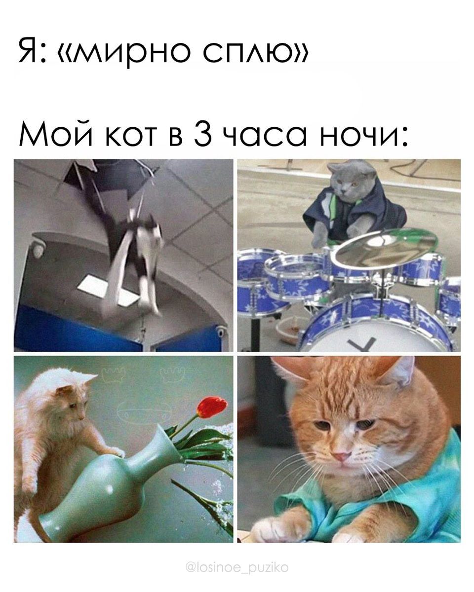 Я: «мирно сплю»
Мой кот в 3 часа ночи: