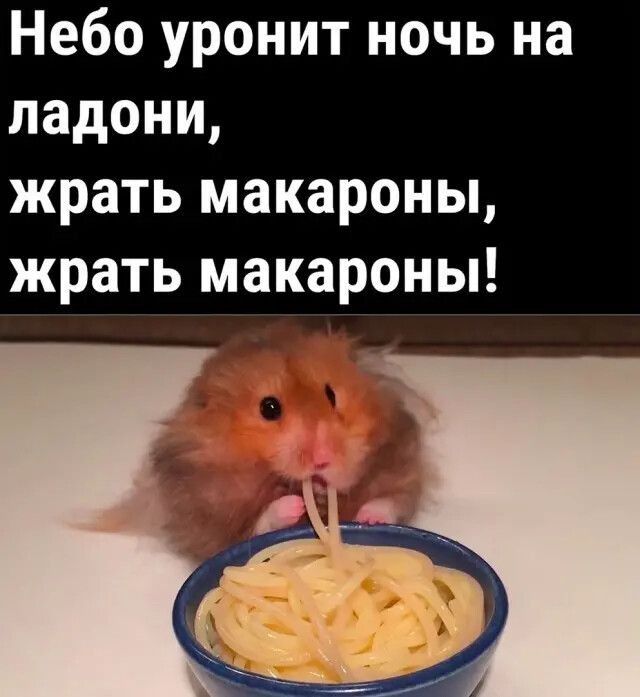 Небо уронит ночь на ладони,
жрать макароны,
жрать макароны!