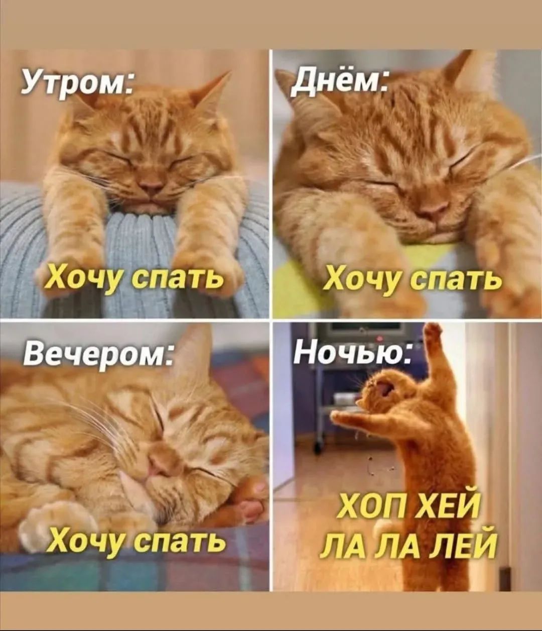 Утром: Хочу спать
Днём: Хочу спать
Вечером: Хочу спать
Ночью: Хоп Хей Ла Ла Лей