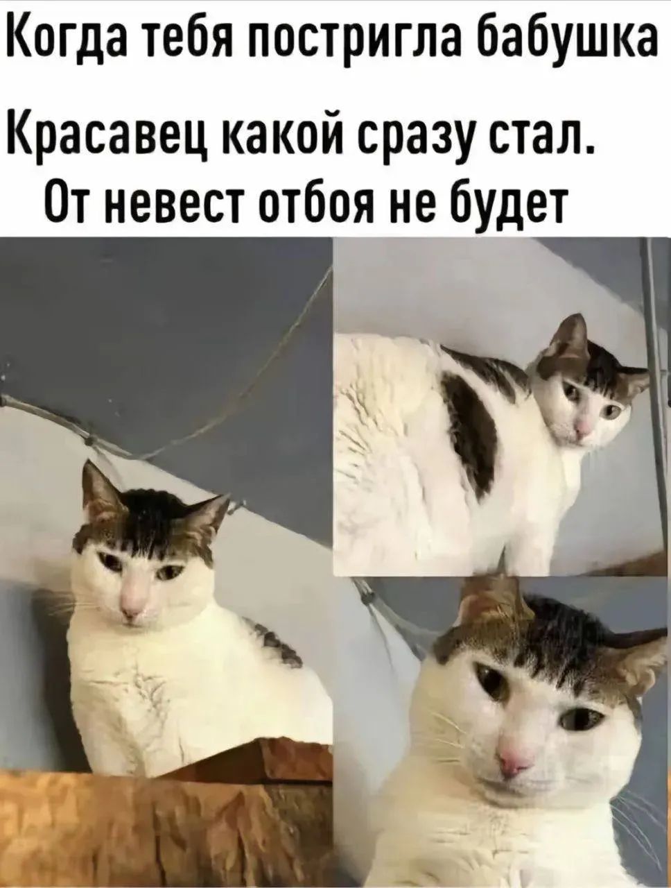 Когда тебя постригла бабушка
Красавец какой сразу стал.