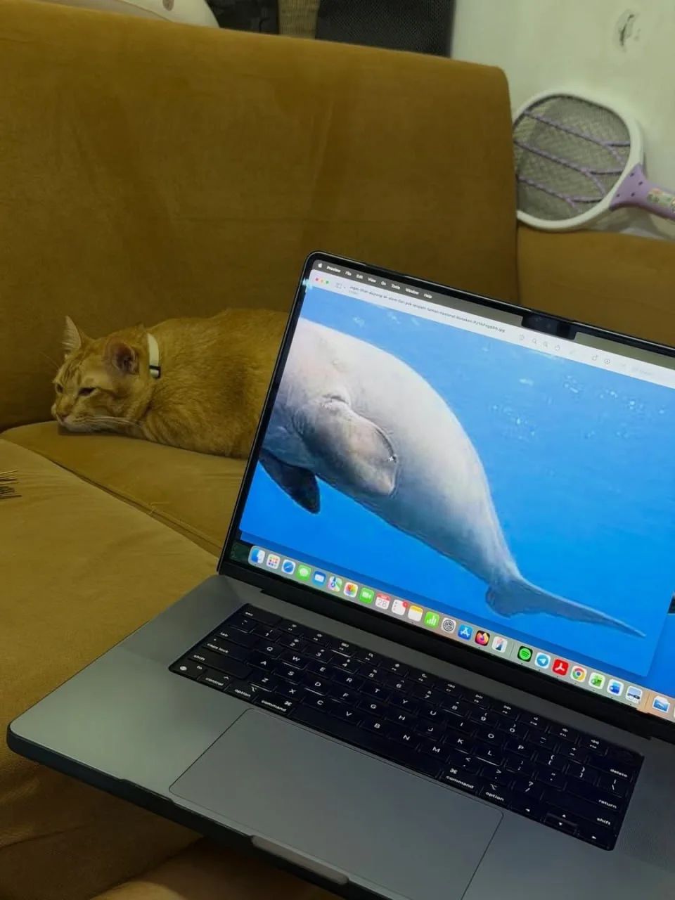Кот лежит на диване рядом с ноутбуком, на экране — изображение дельфина