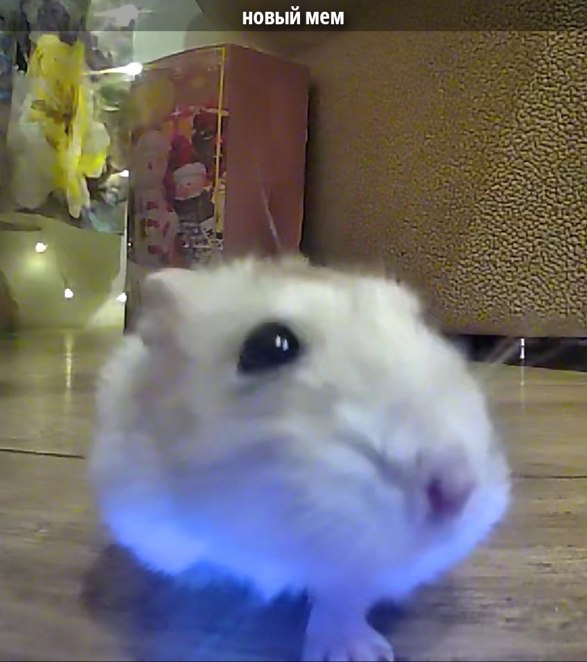 новый мем