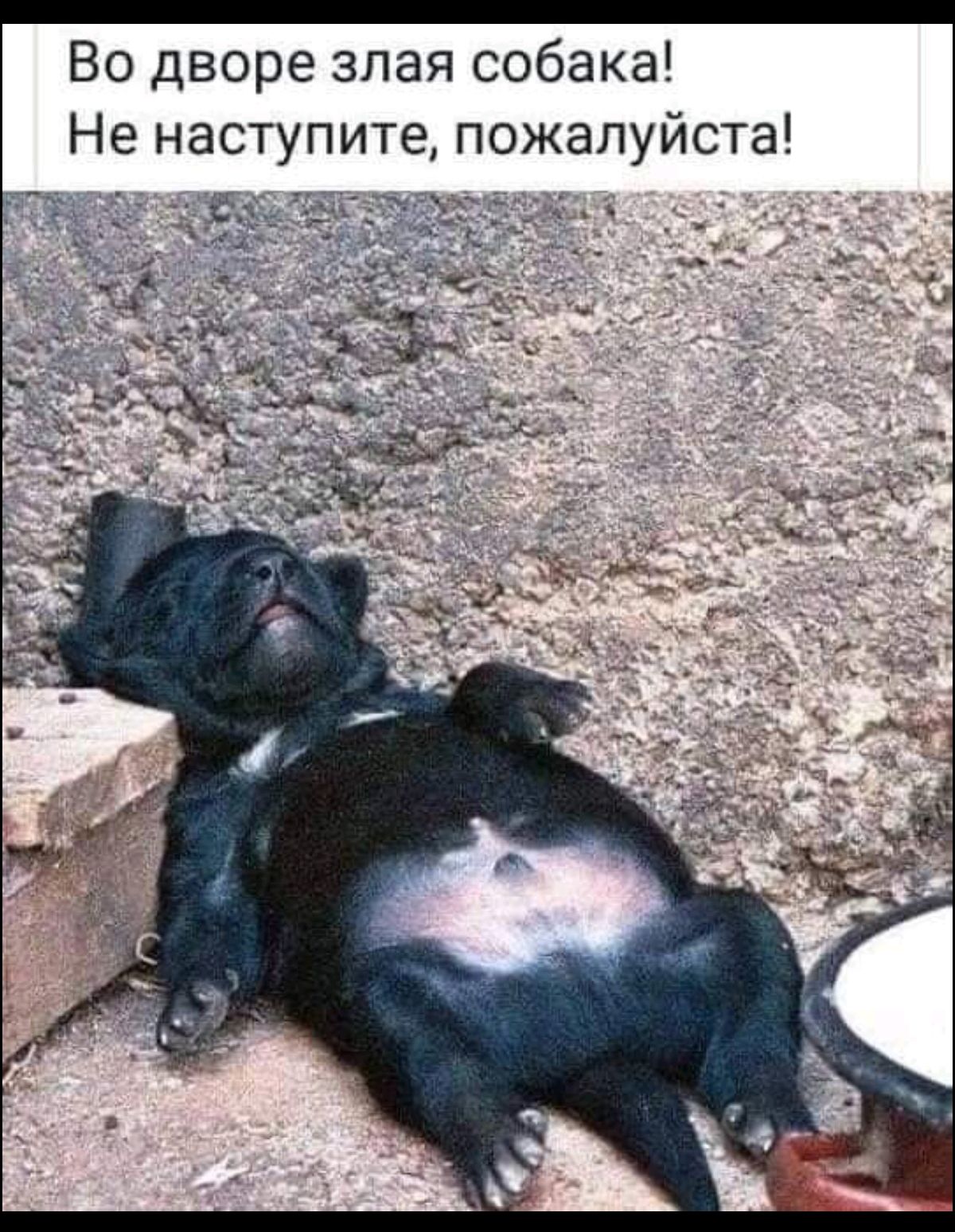 Во дворе злая собака! Не наступите, пожалуйста!