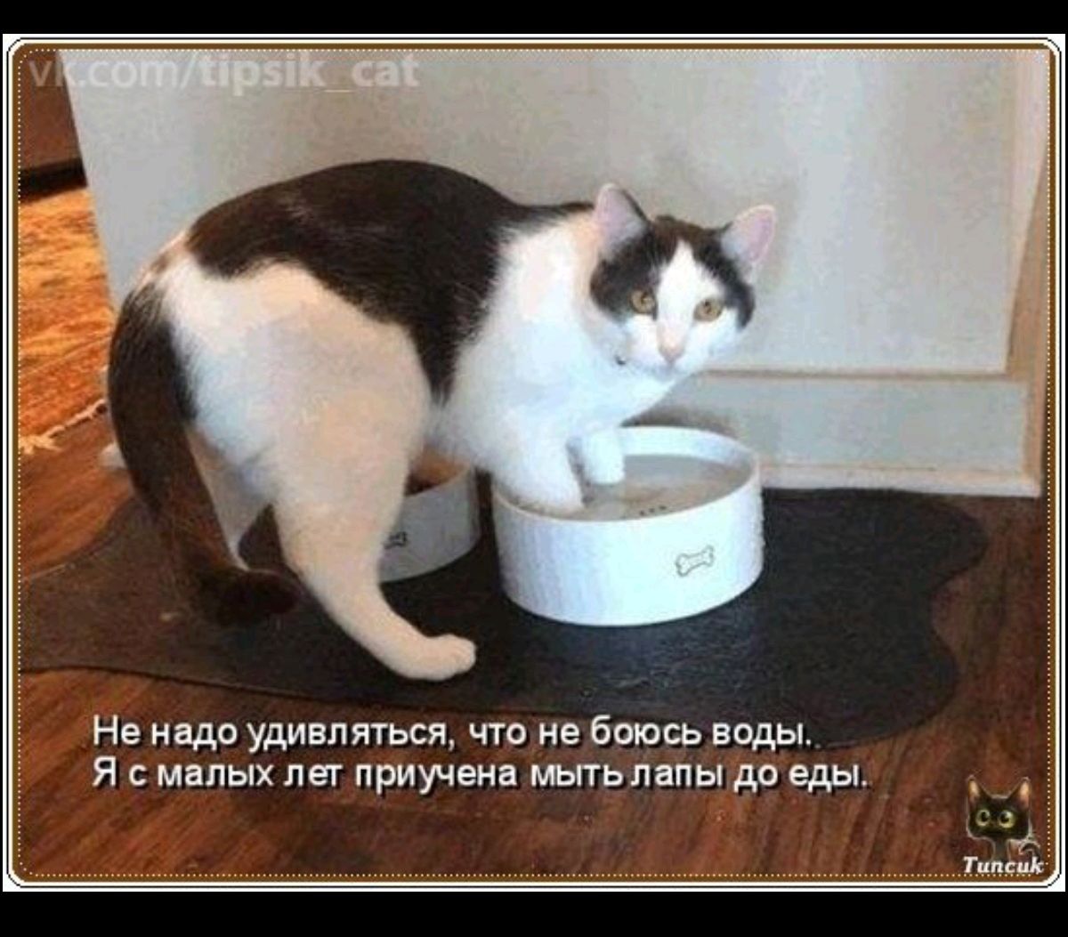 Не надо удивляться, что не боюсь воды. Я с малых лет приучена мыть лапы до еды.
