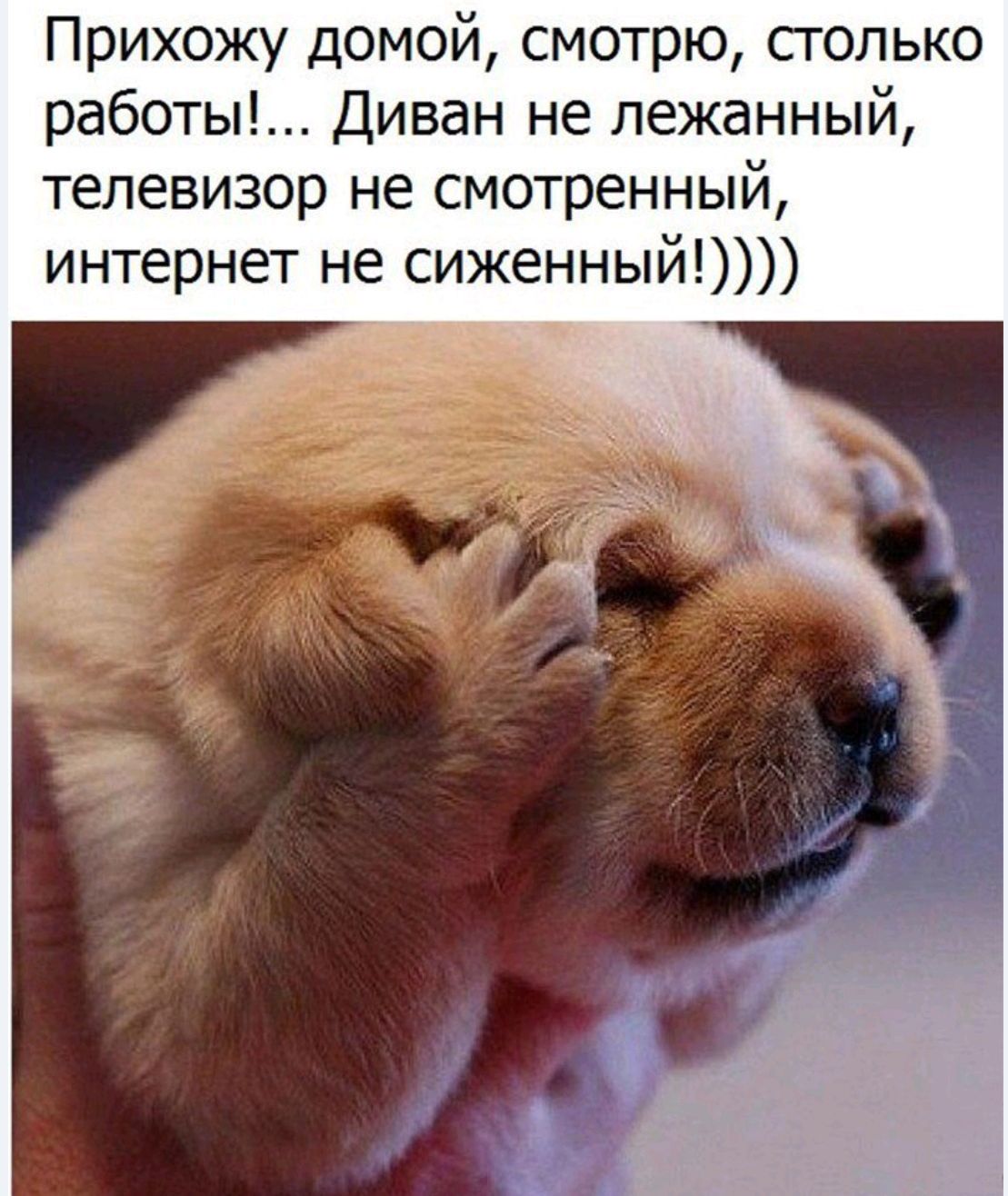 Прихожу домой, смотрю, столько работы!... Диван не лежанный, телевизор не смотренный, интернет не сиженный!!!!!))))