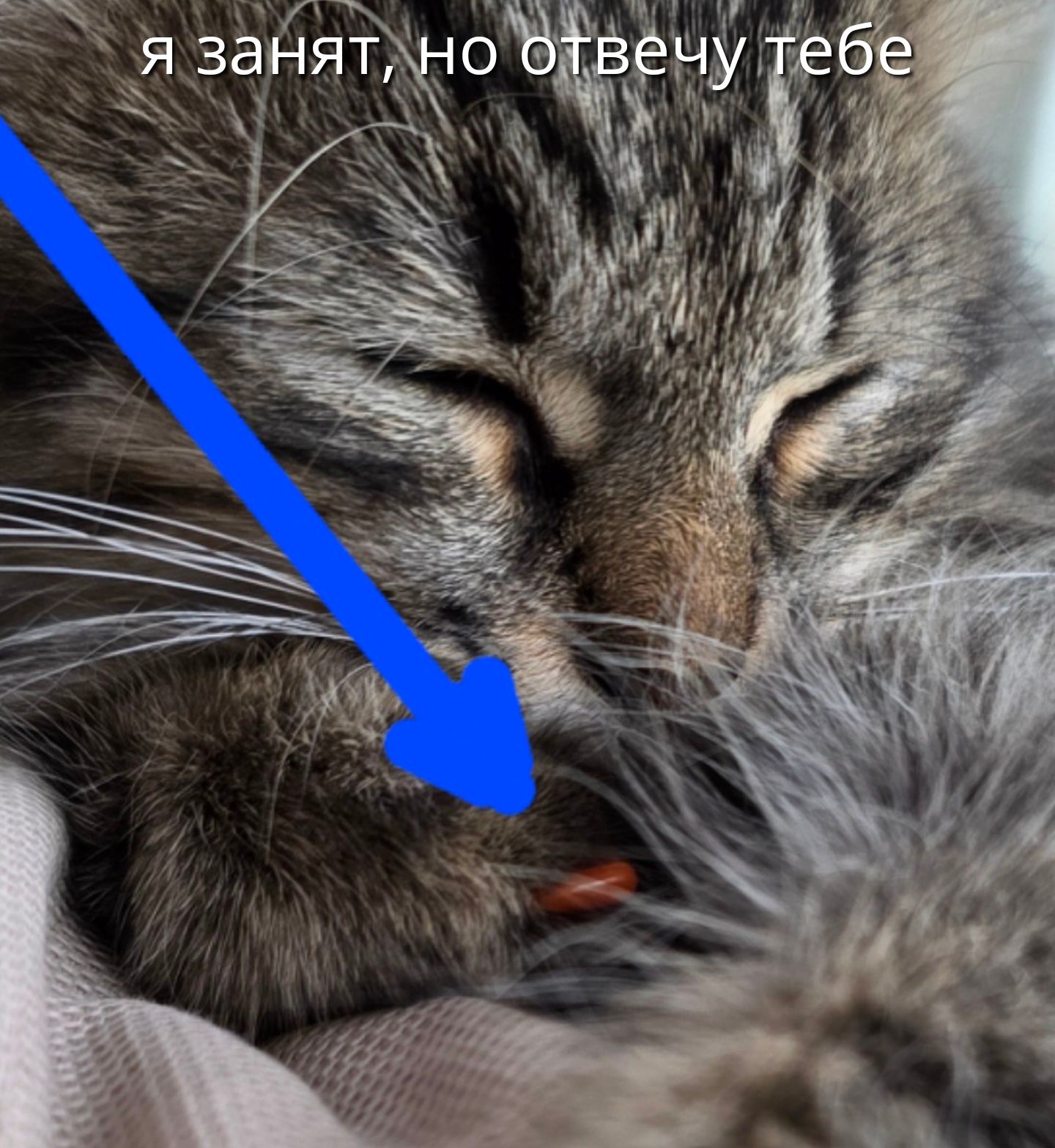 я занят, но отвечу тебе