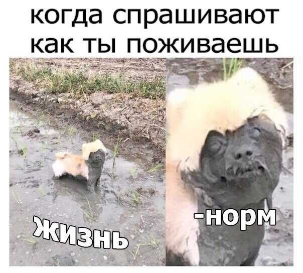 когда спрашивают как ты поживаешь
жизнь
-норм
