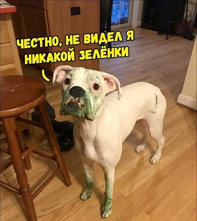 Честно, не видел я никакой зелёнки