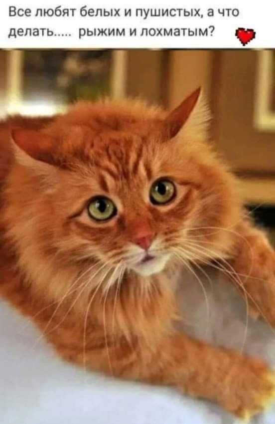Все любят белых и пушистых, а что
рыжим и лохматым?

,
ё

