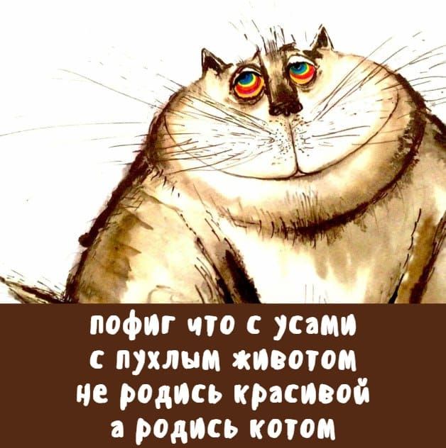 пофиг что с усами с пухлым животом не родись красивой а родись котом