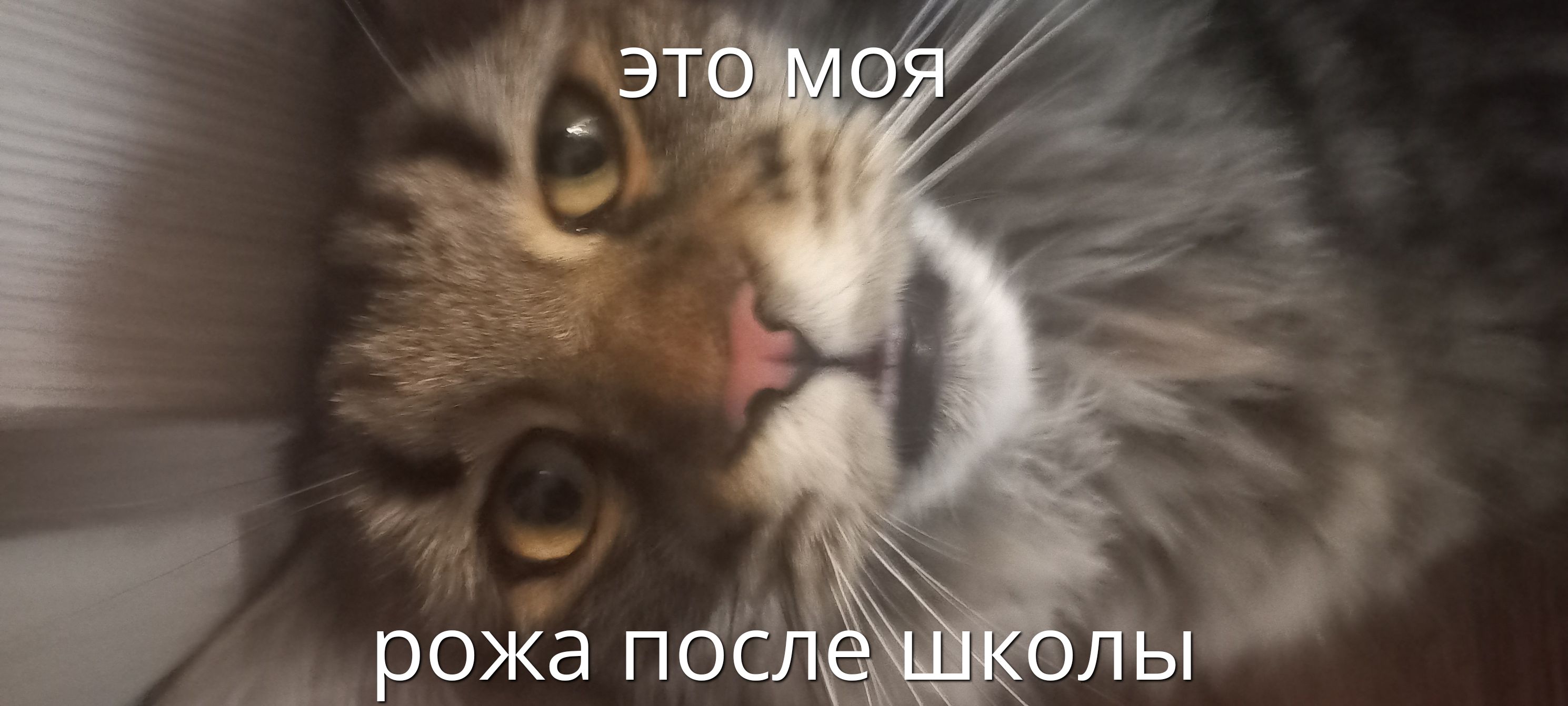 это моя
рожа после школы