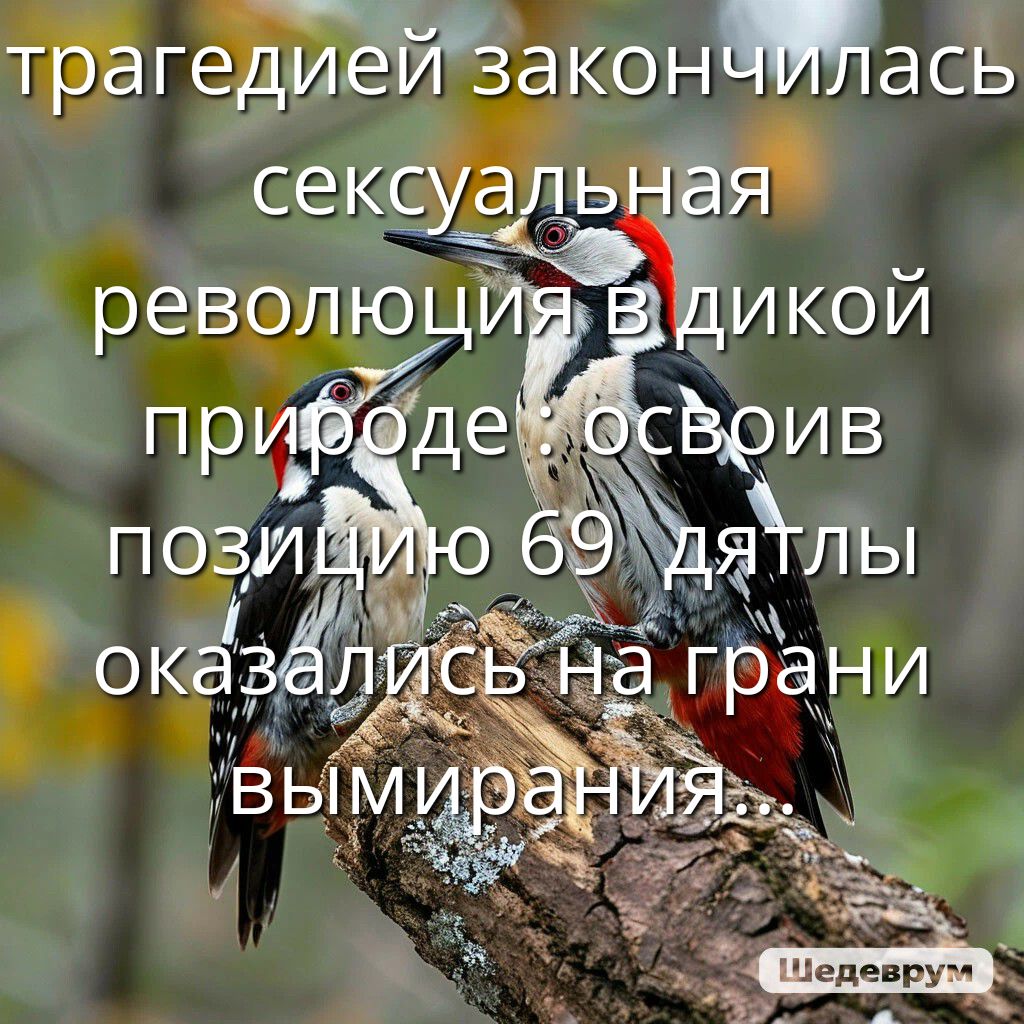 трагедией закончилась сексуальная революция в дикой природе: освоив позицию 69, дятлы оказались на грани вымирания...