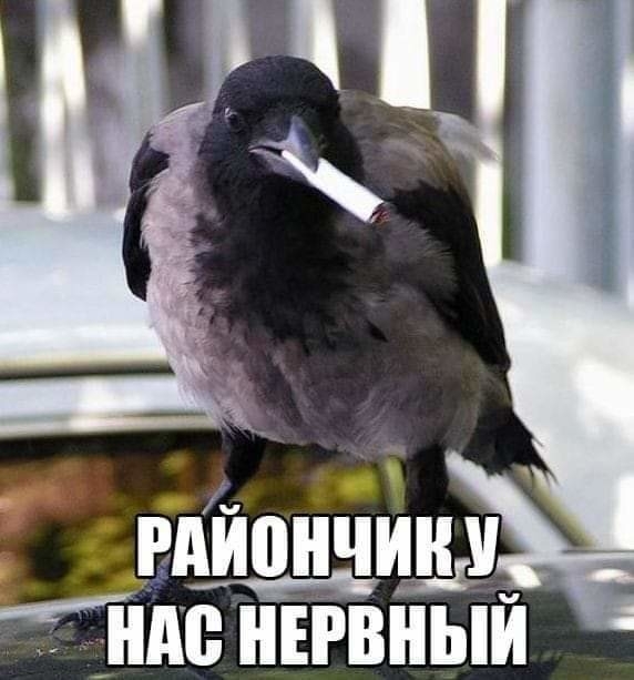 РАИПНЧИН ШШ НЕРВНЫЙ