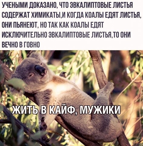 УЧЕНЫМИ ЛОКАЗАНО ЧТО ЗБКАЛИПТОВЫЕ ЛИСТЫ ООДЕРЖАТ ХИМИКАТЫИ КОГДА КОАЛЫ ЕЛЯТ ЛИОТЬН ОНИ ПЬЯНЕЮТ НО ТАК КАК КОАЛЫ ЕЦЯТ ИСКЛЮЧИТЕЛЬНО ЗВКАЛИПТОВЫЕ ПИОТЫПО ОНИ ВЕЧНО В ГОВНО і_ НБ ЖИЁВАЙ ИА