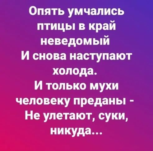 Опять умчапись птицы в край неведомый и снова наступают холода И только мухи человеку преданы Не улетают суки никуда