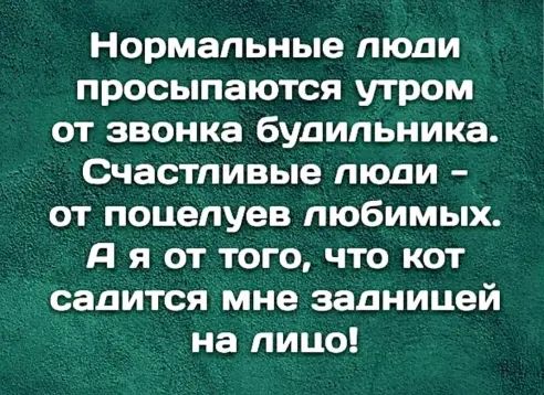 Нормальные люди просыпаются утром от звонка будильника Счастливые люди от поцелуев любимых А я от того что кот садится мне задницей на лицо