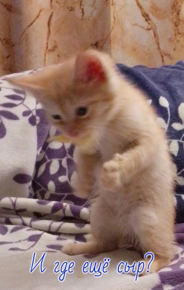 И где ещё сыр?