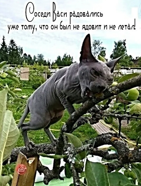 оседп Вип гёдовёппсь уже тату ЧТО ОН 6ЫП НС ПДОВПТ П НС потм