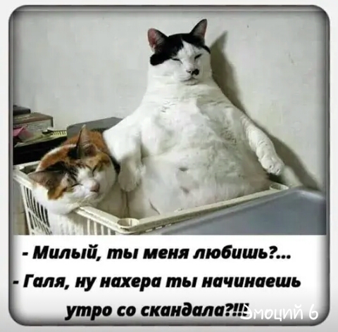 Милый ты меня любишь Галя иу нихера ты начинаешь со скандала