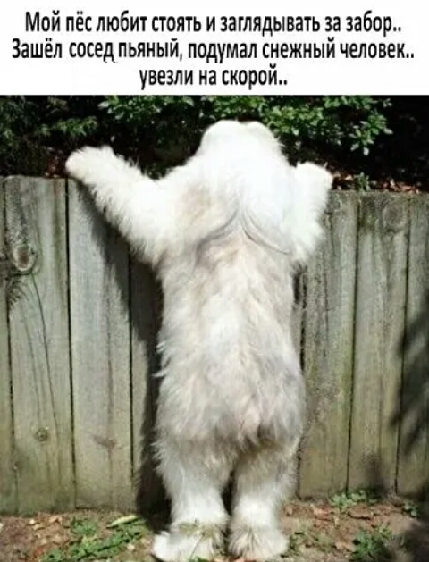 Мой пёс любит стоять и заглядывать за забор Зашёл сосед пьяный подумал снежный человек увезли на скорой