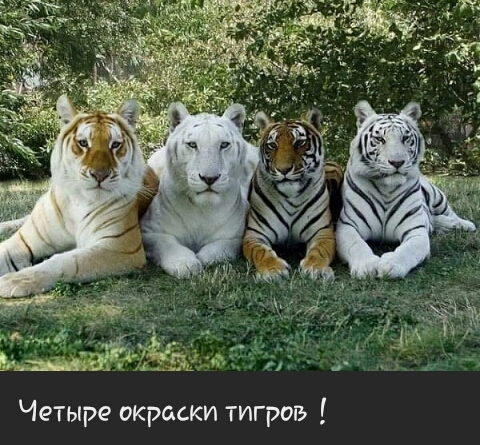 Четыре окраски тигров