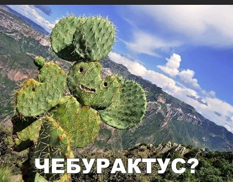 ЧЕБУРАКТУС