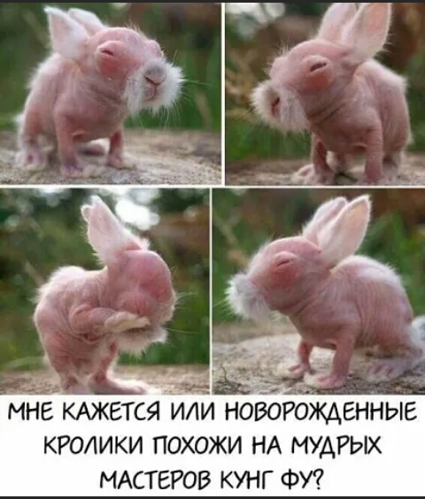 ве ВЫ За 2 МНЕ КАЖЕТСЯ ИЛИ НОВОРОЖДЕННЫЕ КРОЛИКИ ПОХОЖИ НА МУДРЫХ МАСТЕРОВ КУНГ ФУ