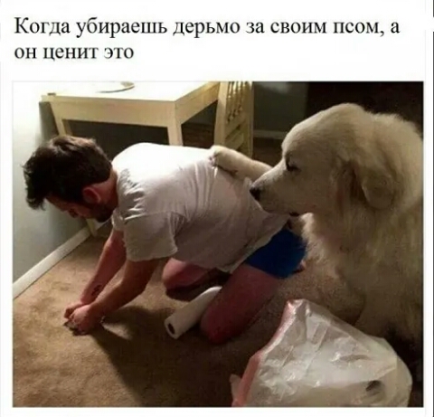 та убираешь дерьмо за своим псом а он ценит это