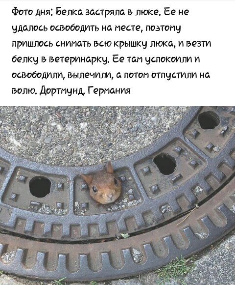 Фото дня Белка застряла в люке Ее не удалось освободить на месте поэтому пришлось снимать всю крышку люка и везти белку в ветеринар Ее там успокоили и освободили вылечили а потом отпустили на волю Дортмунд Германия
