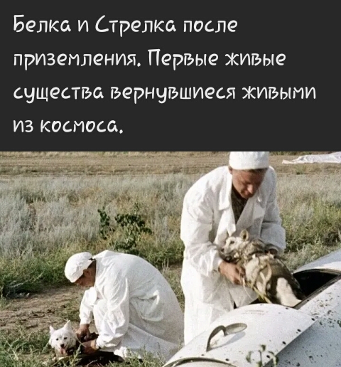 Белка и Стрелко после приземления Первые живые существа вернувшиеся живыми ИЗ КОСИОСОА